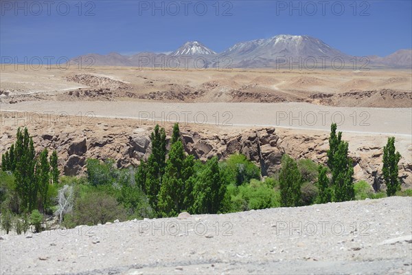 Green oasis in a riverbed