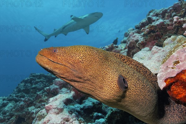 Giant moray (Gymnothorax javanicus) peeps out of hole in coral reef