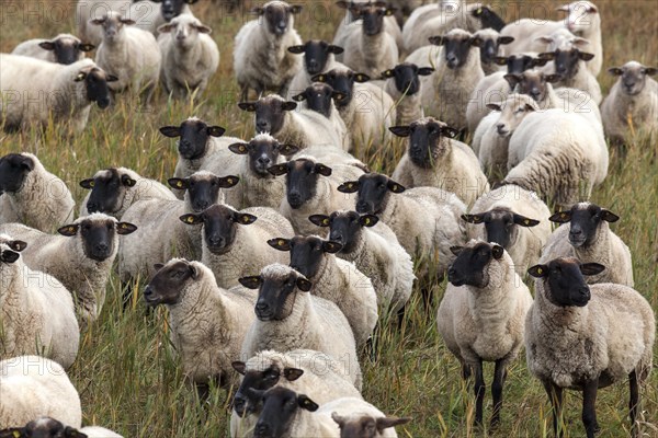 Black-headed sheep (Ovis)