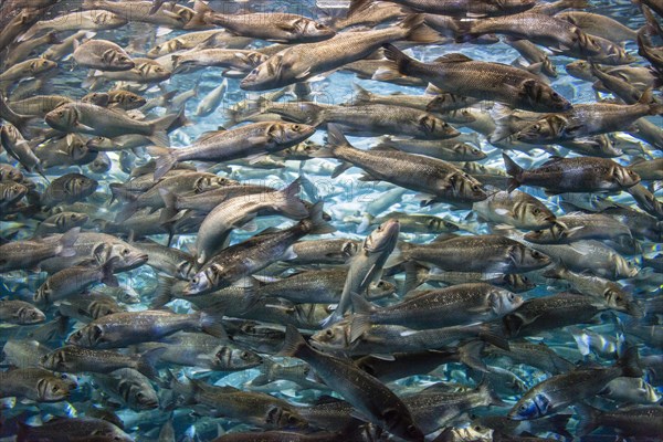 Zebra seabream (Diplodus cervinus) and sand steenbras (Lithognathus mormyrus) in an aquarium