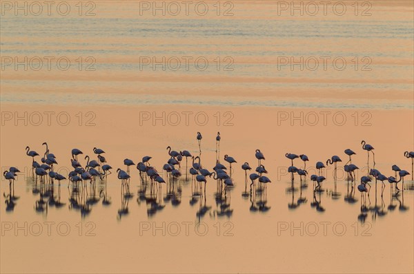 Greater Flamingos (Phoenicopterus roseus)