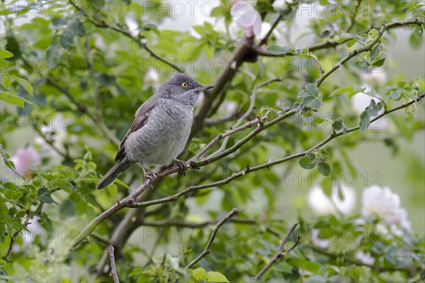 Barred warbler (Sylvia nisoria) sits in Dog Rose