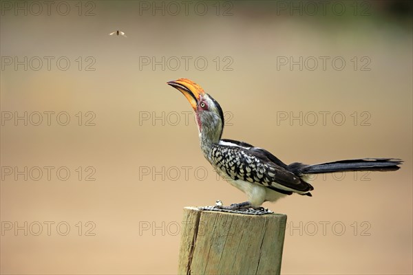 Southern Yellow-billed Hornbill (Tockus leucomelas)