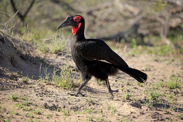 Southern ground hornbill (Bucorvus leadbeateri)