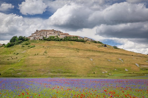 Flowering Piano Grande with village Castelluccio