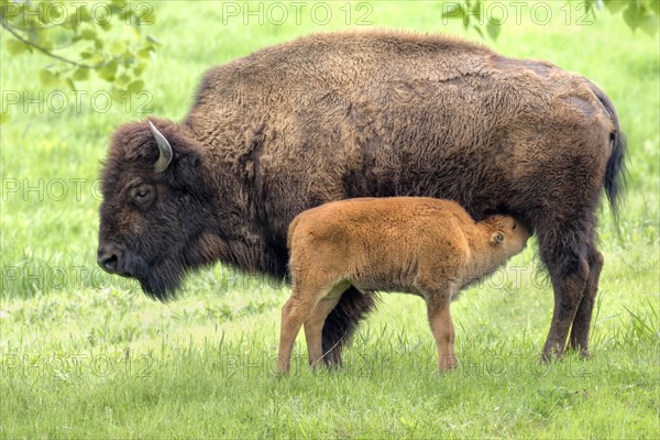 American bisons (Bison bison)