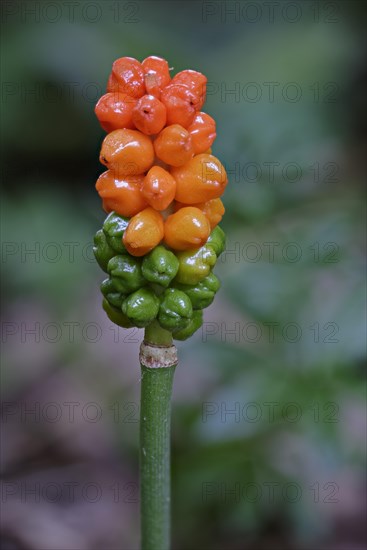 Common Arum (Arum maculatum)