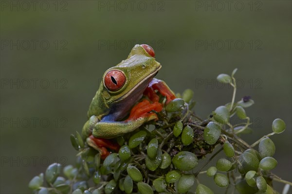Red-eyed tree frog (Agalychnis callidryas) in the tropical rainforest