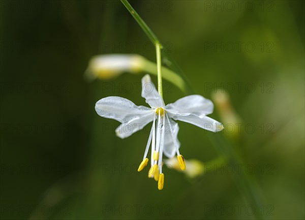 Anthericum ramosum (Anthericum ramosum)