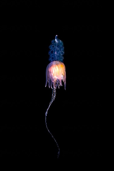 Hula Skirt Siphonophore (Physophora hydrostatica)