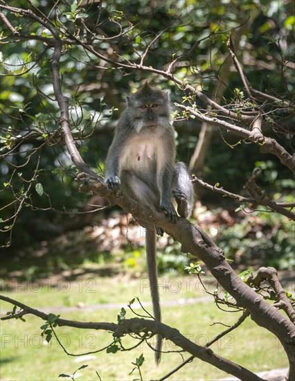 Crab-eating macaque (Macaca fascicularis)