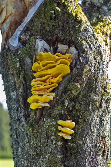 Sulphur polypore (Laetiporus sulphureus)