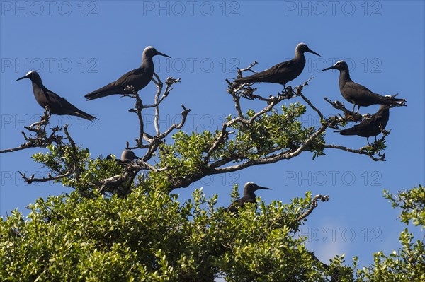 Lava gulls (Larus fuliginousus) on a tree