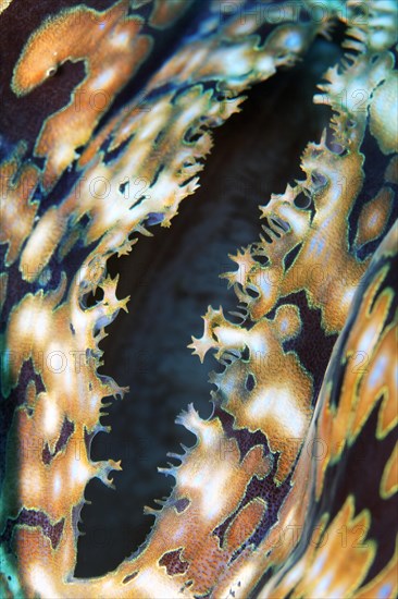 Syphon of Giant clam (Tridacna gigas)