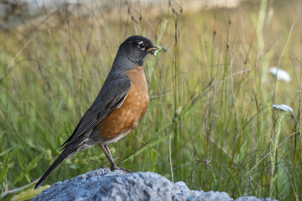 American Robin (Turdus migratorius) with prey