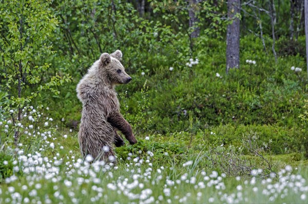 Brown bear (Ursus arctos)