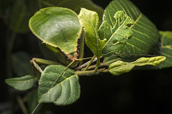 Foliage locust (Tettigoniidae)