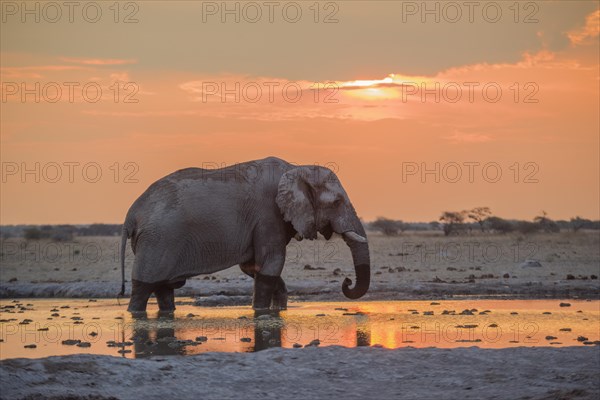 African elephant (Loxodonta africana) drinks at sunset at a waterhole