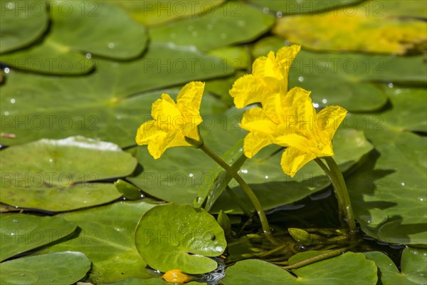 Water fringe (Nymphoides peltata)