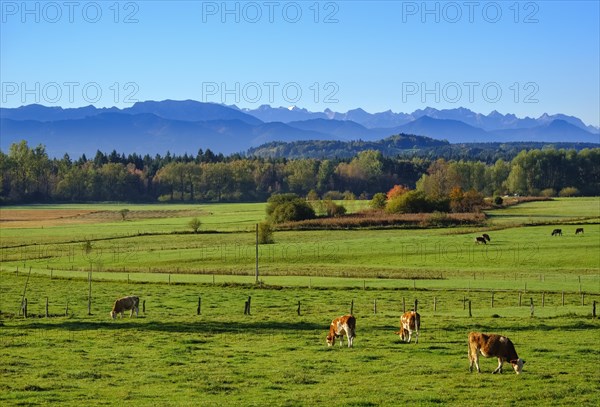 Cows graze in a meadow