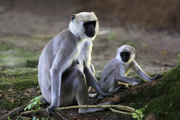 Northern plains gray langur (Semnopithecus entellus)