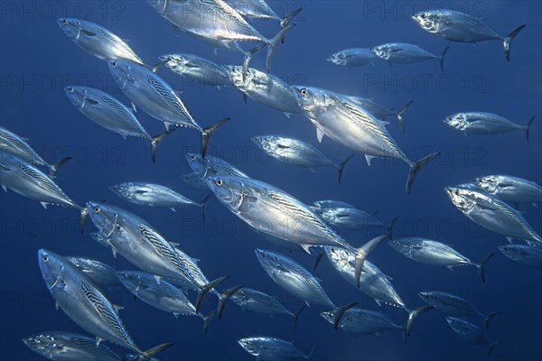 Swarm Kawakawas (Euthynnus affinis) swims in the open sea