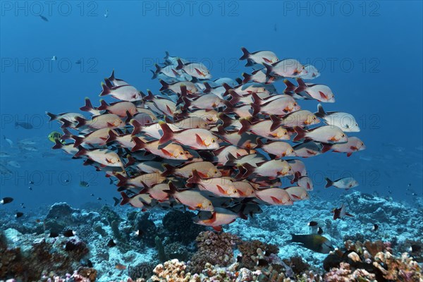 Swarm Humpback Red Snapper (Lutjanus gibbus)