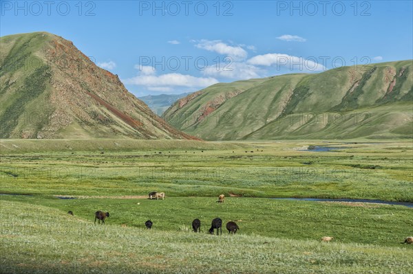 Sheep herd grazing along a mountain river