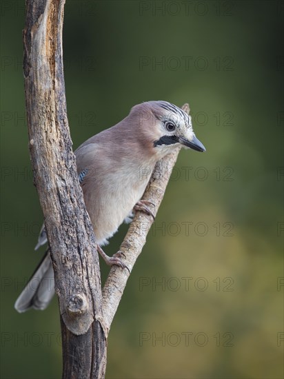 Eurasian jay (Garrulus glandarius)