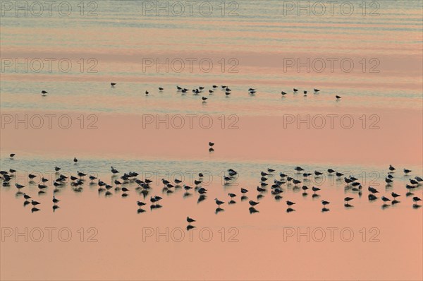 Lesser Black-backed Gulls (Larus fuscus)