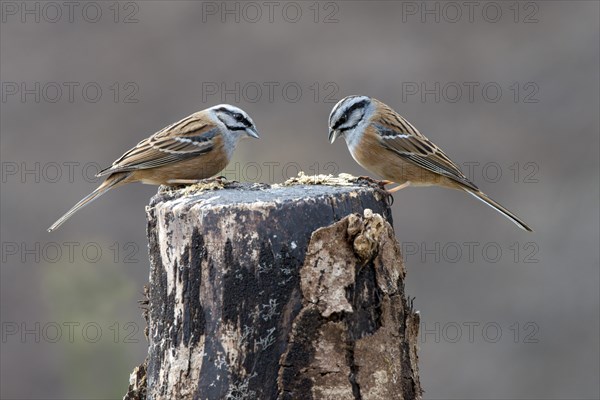 Rock Buntings (Emberiza cia)