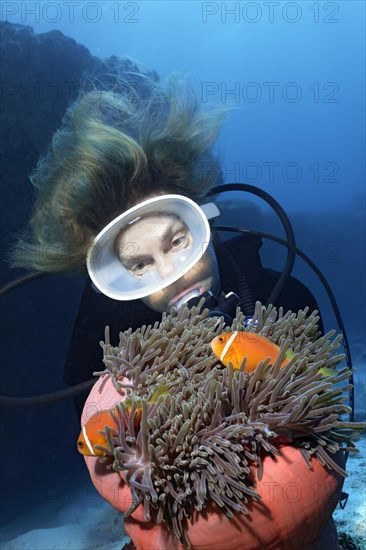 Diver watches Magnificent sea anemone (Heteractis magnifica) with pair Pink skunk clownfishes (Amphiprion perideraion)