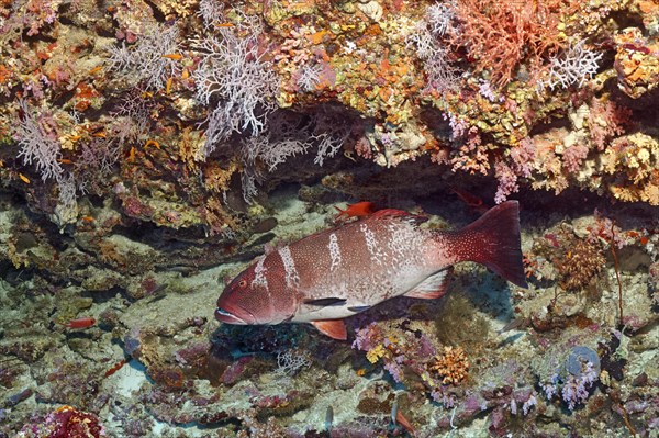 Blacksaddled coralgrouper (Plectropomus laevis) at the coral reef