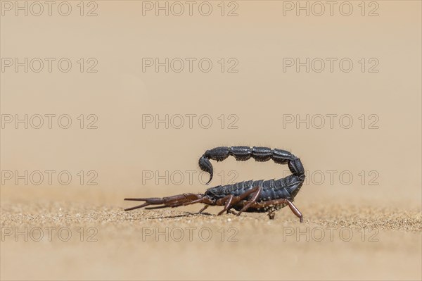 Transvaal thick-tailed scorpion (Parabuthus transvaalicus) in Sand Desert