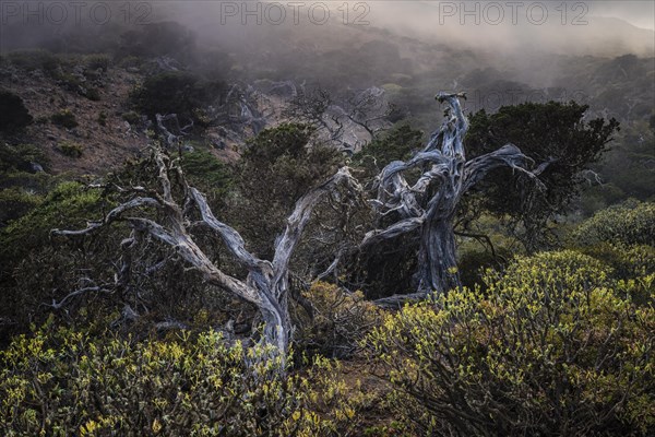 Juniper trees