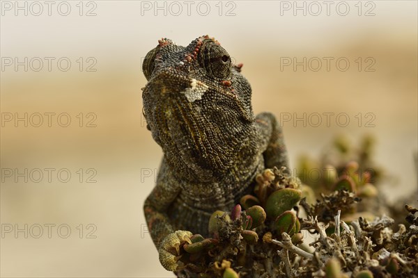 Namaqua Chameleon (Chamaeleo namaquensis)