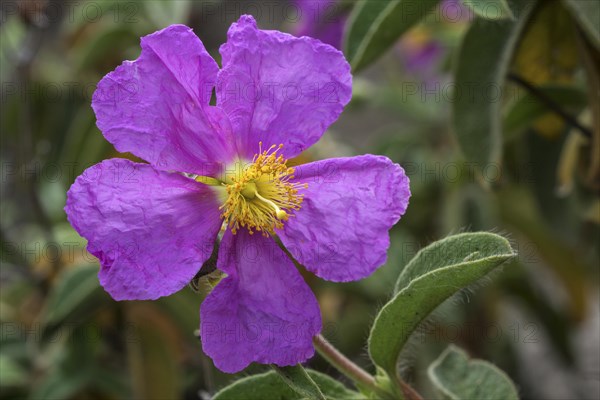 Cistus symphytifolius (Cistus symphytifolius)