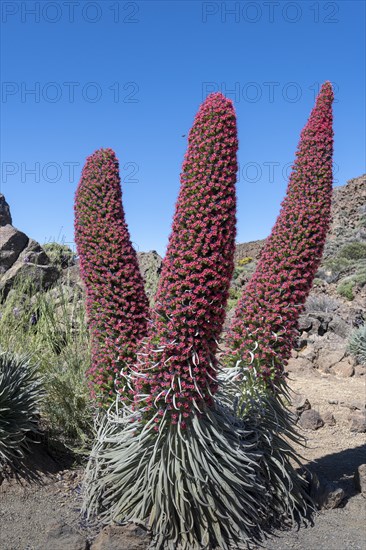 Blooming Echium wildpretii (Echium wildpretii)