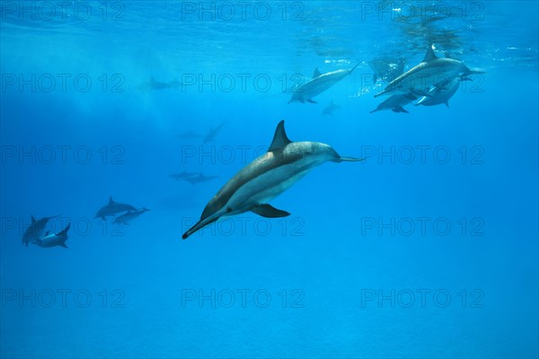 Pod of Spinner Dolphins (Stenella longirostris) swim under surface of the blue water