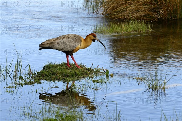 Buff-necked ibis (Theristicus caudatus) on the waterfront