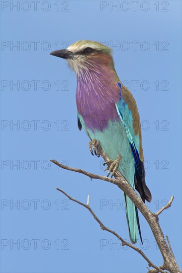 Lilac-breasted roller (Coracias caudatus) sits on branch