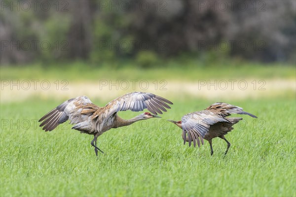 Two Sandhill cranes (Grus canadensis) on field