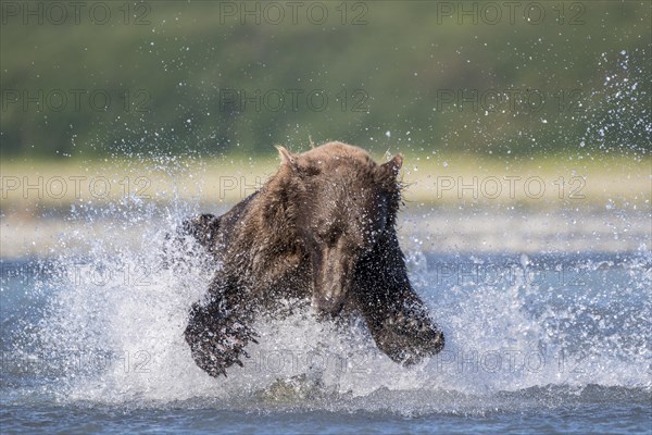 Brown bear (Ursus Arctos) runs in water