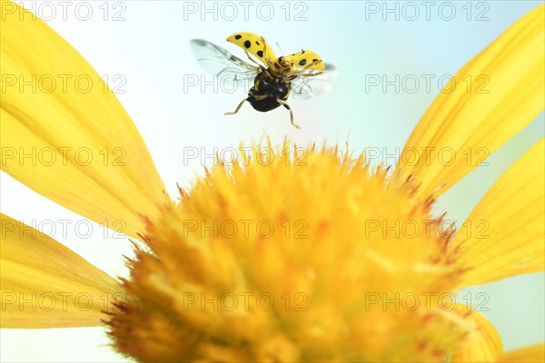 22-spot ladybird (Psyllobora vigintiduopunctata) in flight