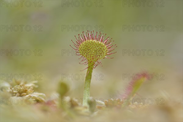 Common sundew (Drosera rotundifolia) in a swamp area