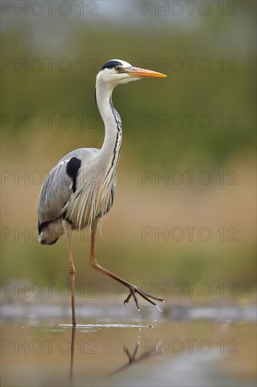 Grey heron (Ardea cinerea)