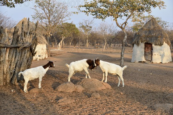 Two goats fight