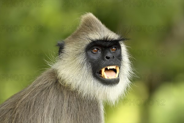 Tufted gray langur (Semnopithecus priam)