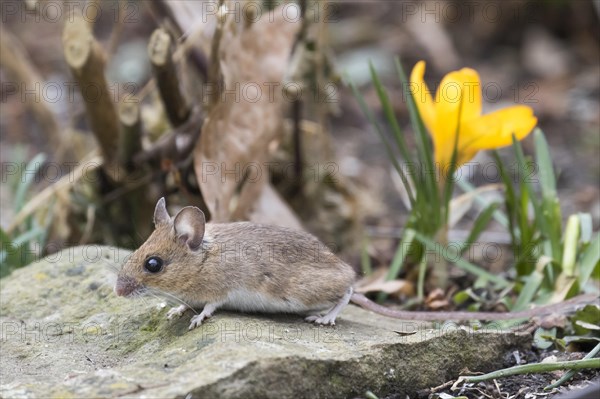 Yellow-necked mouse (Apodemus flavicollis)