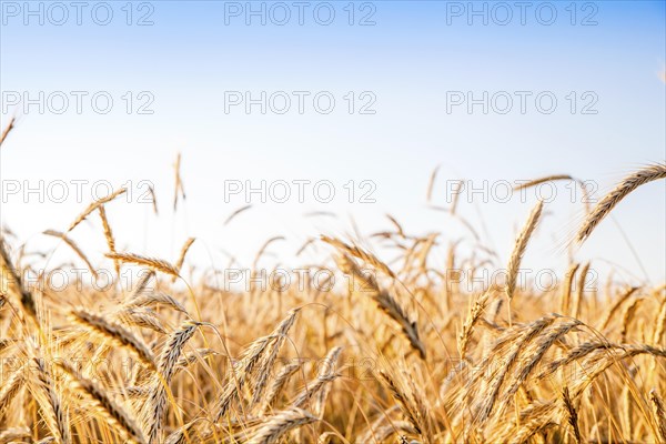Rye and wheat fields ready for harvesting contrasting blue sky